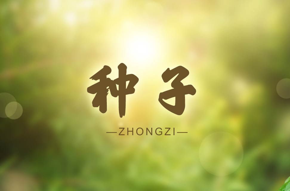 种子 2023-04-07